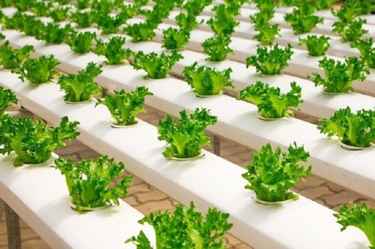 Hydroponics Profitable