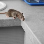 Get Rid of Mice and Rats